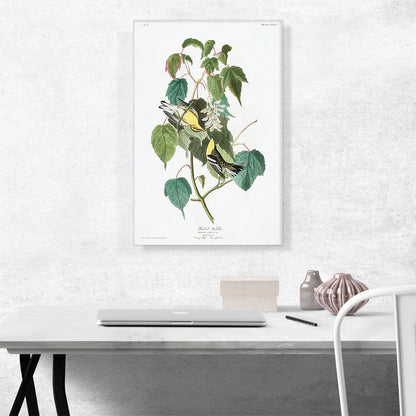 Hemlock Warbler