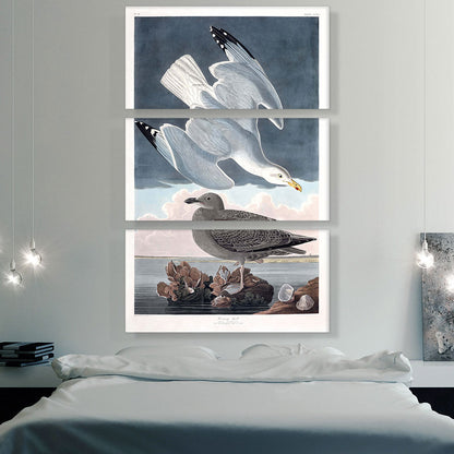 Herring Gull