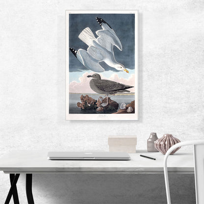 Herring Gull