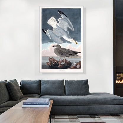Herring Gull