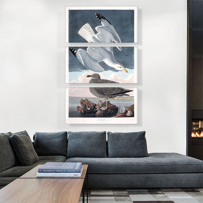Herring Gull
