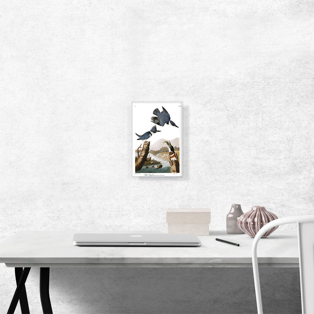 Belted Kingfisher