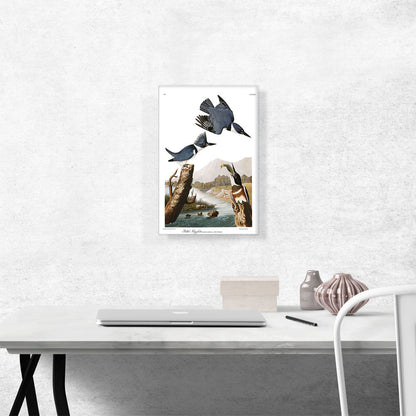 Belted Kingfisher