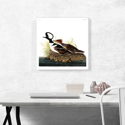 Hooded Merganser