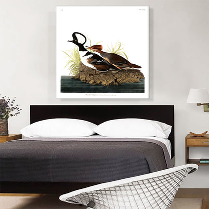 Hooded Merganser