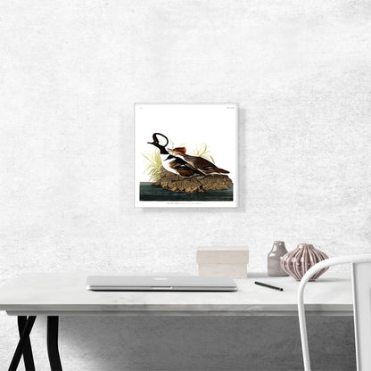 Hooded Merganser