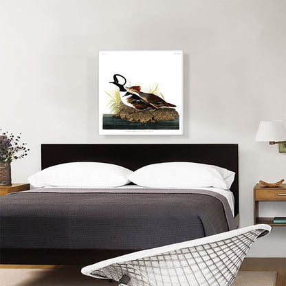 Hooded Merganser