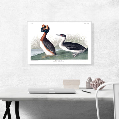 Horned Grebe