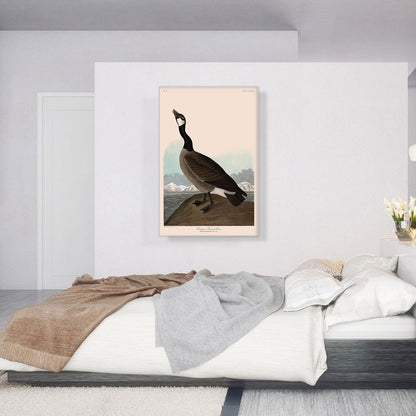 Hutchins Barnacle Goose