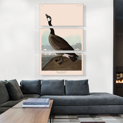 Hutchins Barnacle Goose