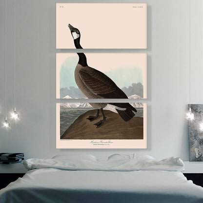 Hutchins Barnacle Goose