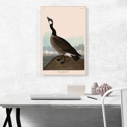 Hutchins Barnacle Goose