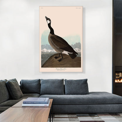Hutchins Barnacle Goose