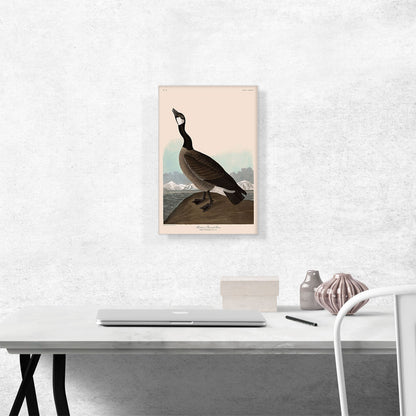 Hutchins Barnacle Goose