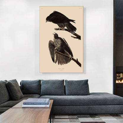 Labrador Falcon