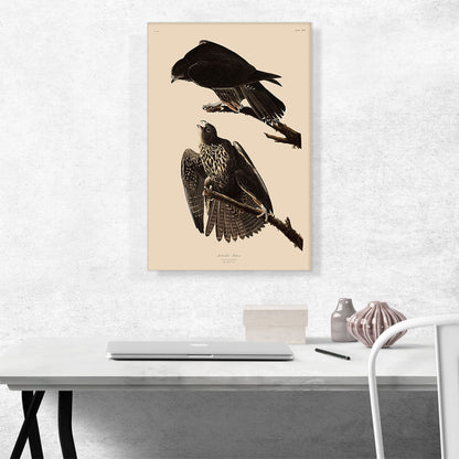 Labrador Falcon