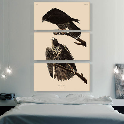 Labrador Falcon