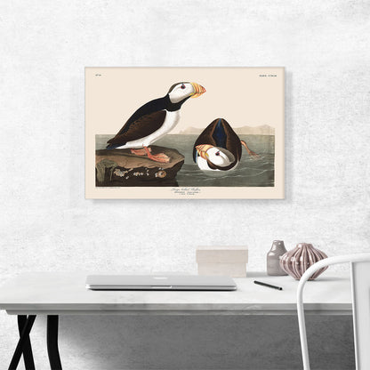 Large Billed Puffin