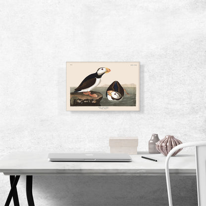 Large Billed Puffin