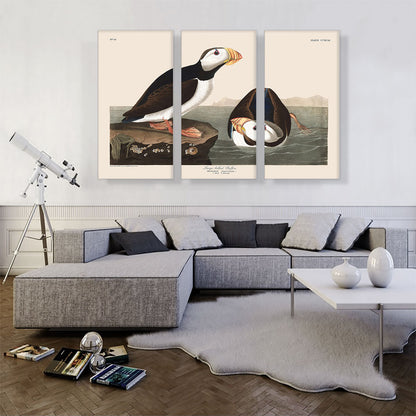 Large Billed Puffin