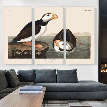 Large Billed Puffin
