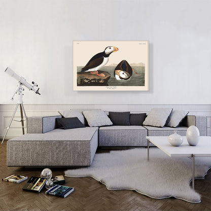 Large Billed Puffin
