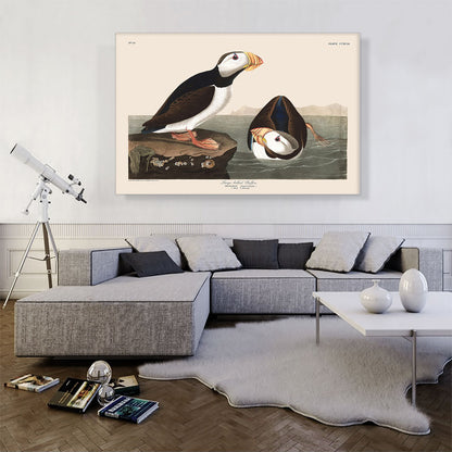 Large Billed Puffin