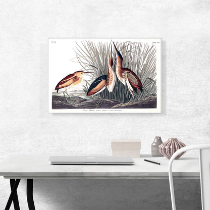 Least Bittern