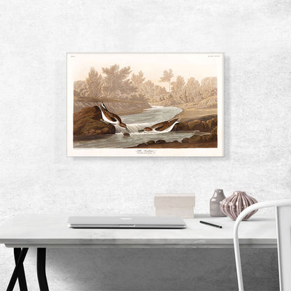 Little Sandpiper