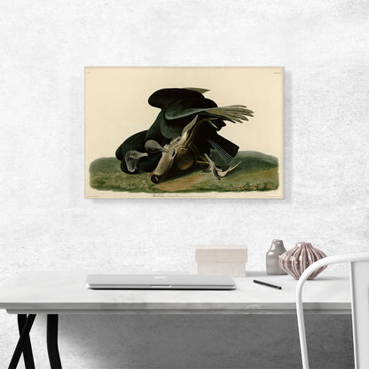 Black Vulture - Carrion Crow