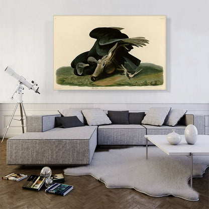 Black Vulture - Carrion Crow