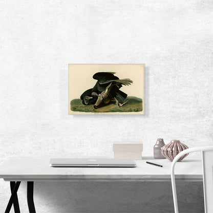Black Vulture - Carrion Crow