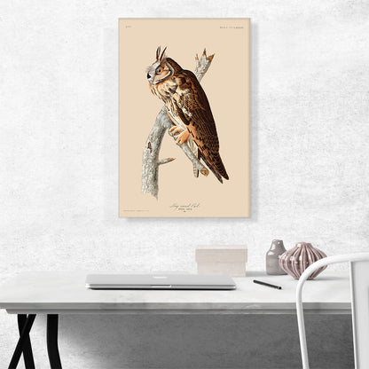 Long Eared Owl
