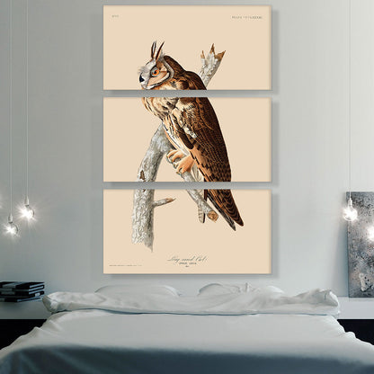 Long Eared Owl