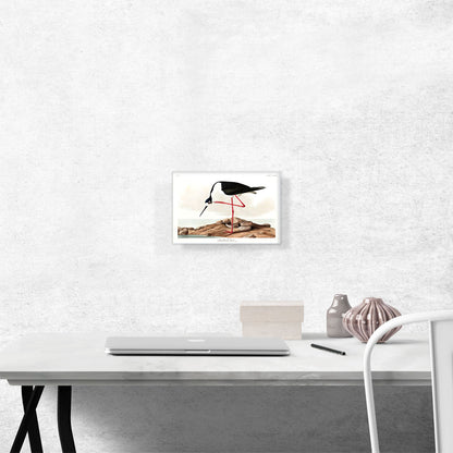 Long Legged Avocet