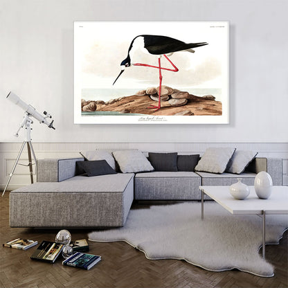 Long Legged Avocet