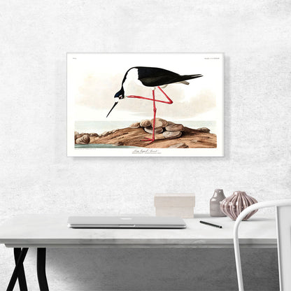 Long Legged Avocet