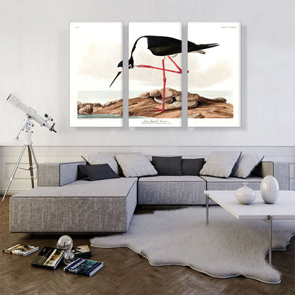 Long Legged Avocet