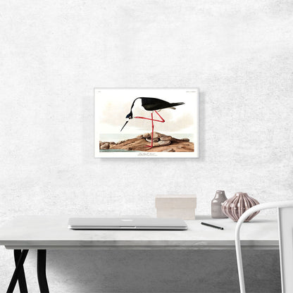 Long Legged Avocet