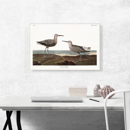 Long Legged Sandpiper