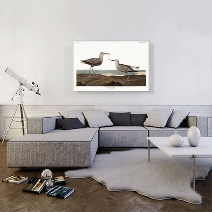 Long Legged Sandpiper