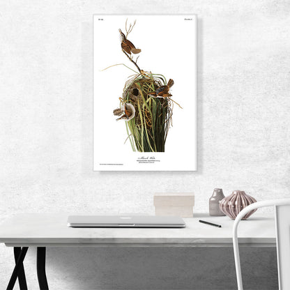 Marsh Wren