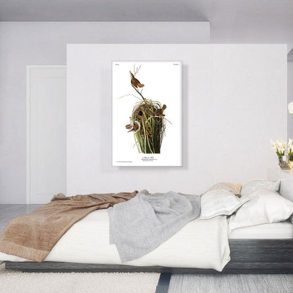 Marsh Wren