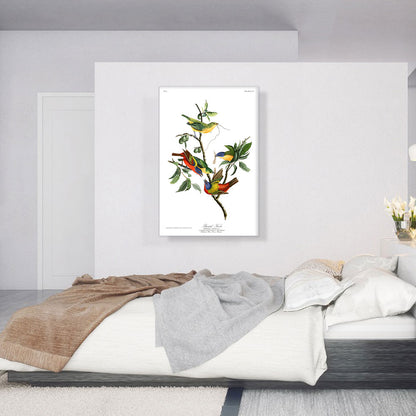 Painted Finch