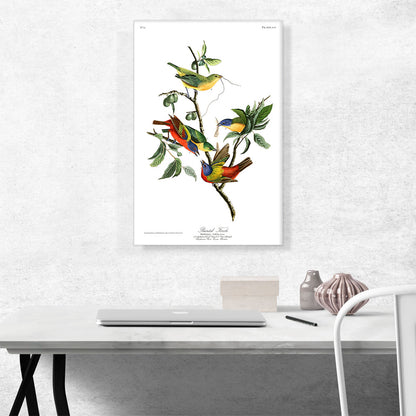 Painted Finch