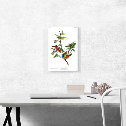 Painted Finch