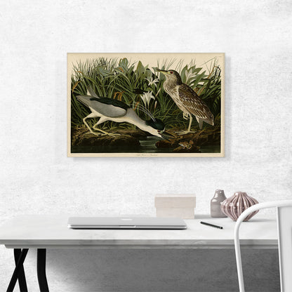 Black-Crowned Night-Heron