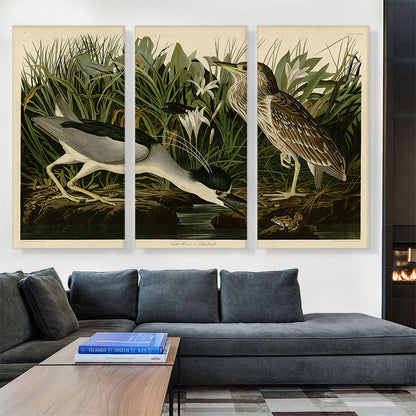 Black-Crowned Night-Heron