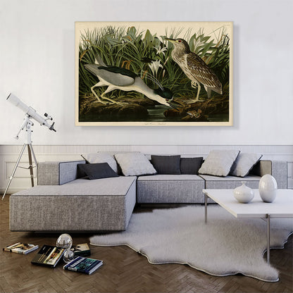 Black-Crowned Night-Heron