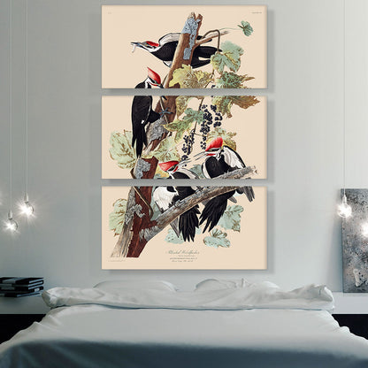 Pileated Woodpecker